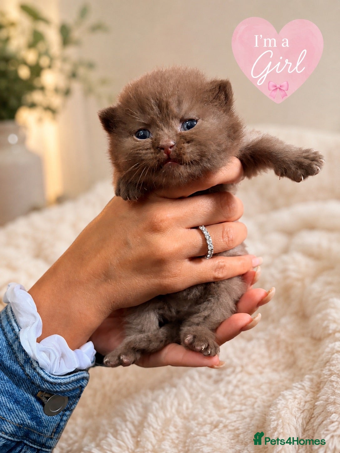 British Shorthair cats 🤎 Exceptional British Shorthair Kitten 🎃 - Advert 3