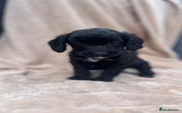 Cockapoo dogs for sale: Beautiful cockerpoo puppies F1  - Image 3