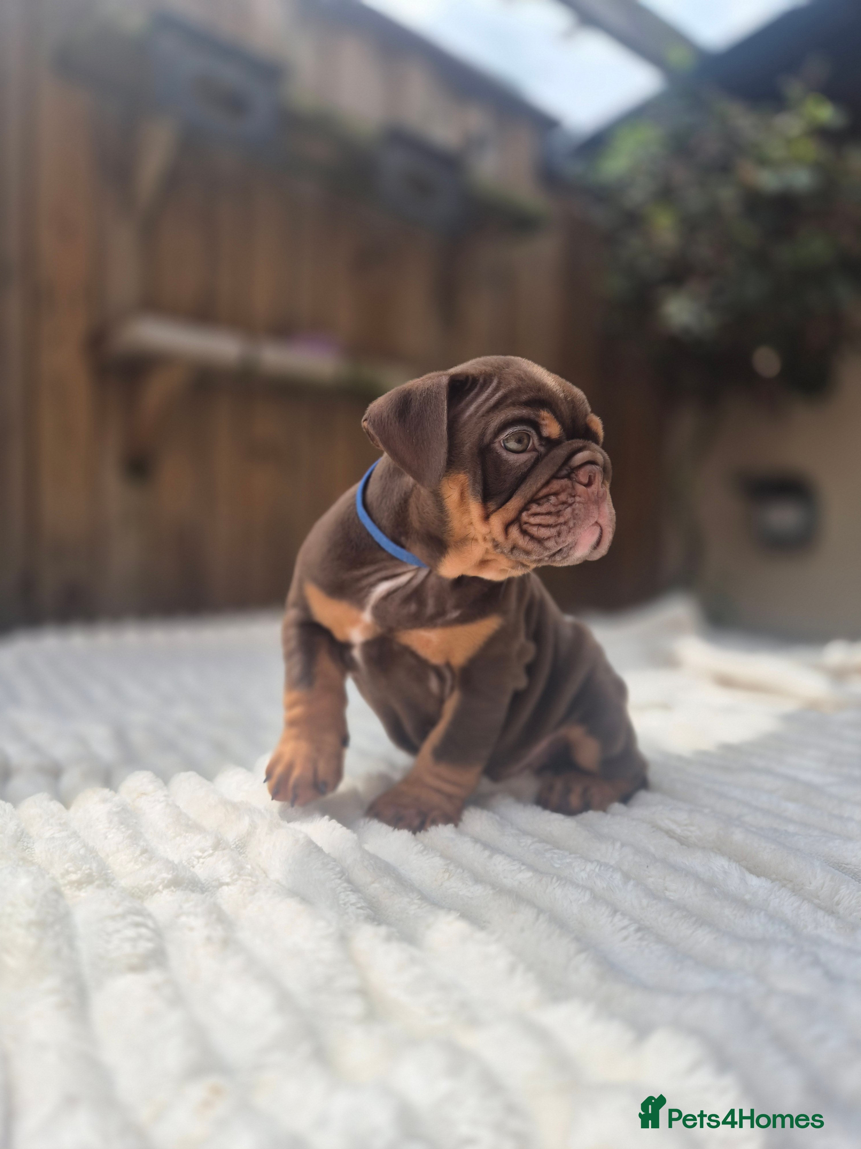 English Bulldog dogs KC ENGLISH BULLDOG PUPS  - Advert 18