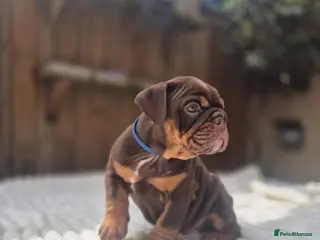 English Bulldog dogs KC ENGLISH BULLDOG PUPS - Advert 18