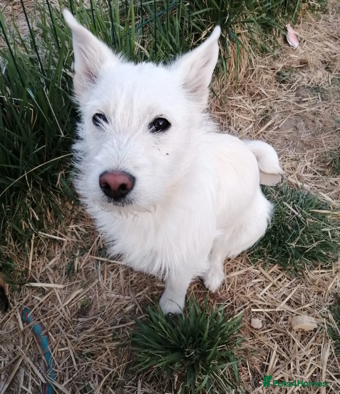Mixed Breed dogs for adoption: ❤️MALIBU❤️: A LITTLE WHITE QUEEN WITH A BIG HEART - Advert 2