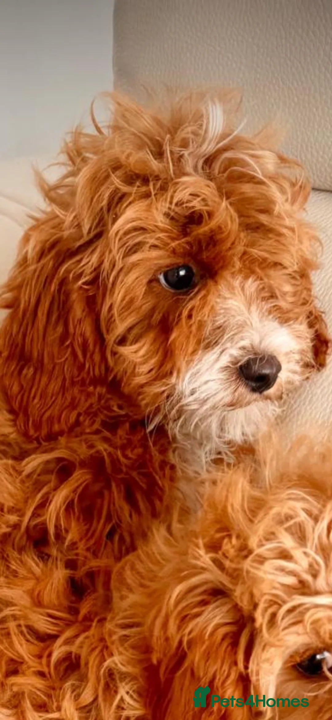 Cavapoo dogs for sale: Last girl available  - Advert 2