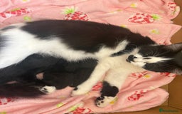 Domestic Shorthair cats for sale: 3 beautiful kittens - Image 14