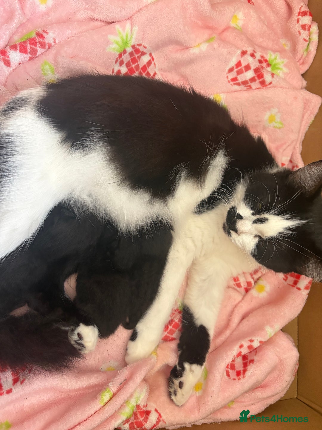 Domestic Shorthair cats for sale: 3 beautiful kittens - Image 14