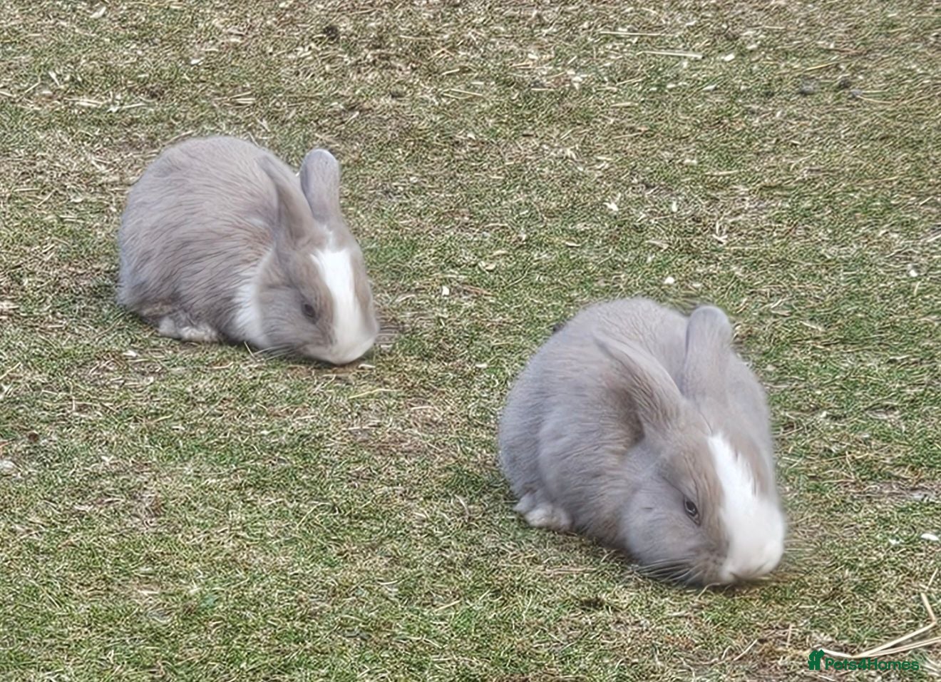 Mixed Breed rabbits 🐰 Gorgeous Baby Rabbits ready 10th September 🐰 - Advert 2