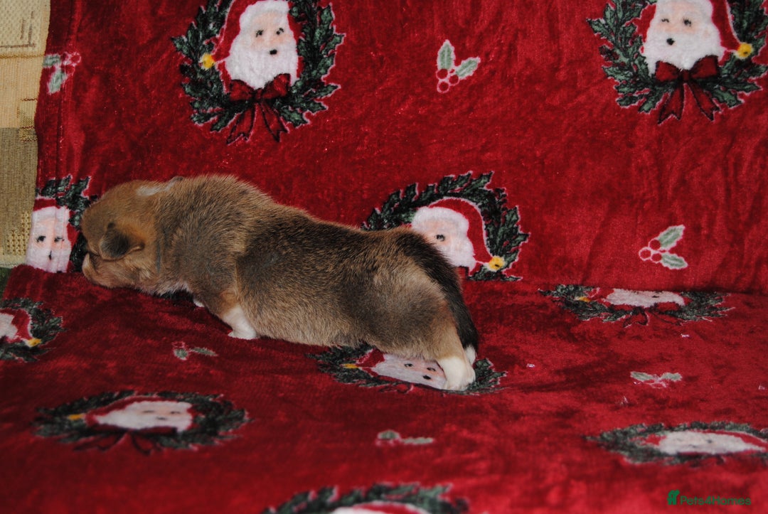 Welsh Corgi Pembroke dogs for sale: Welsh Pembroke Corgi Puppies - Girls Available - Advert 26