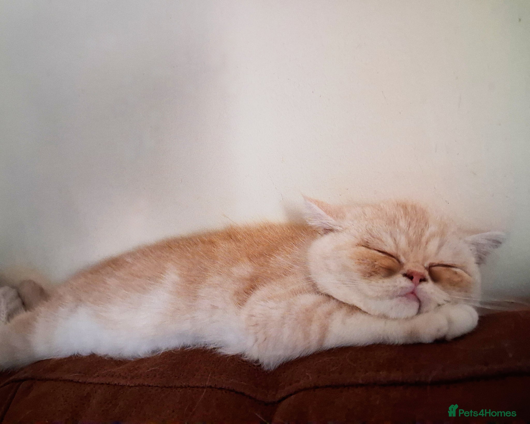Exotic cats for sale: 8 month boy.pure bred exotic. Pedigree cream gene. - Advert 9