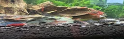 Shrimps fish for sale: Red cherry shrimp/ blue dream shrimp/ plecos - Advert 10