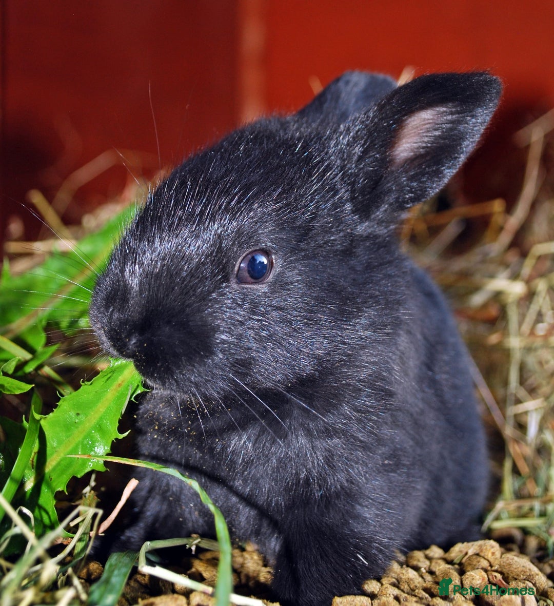 Mixed Breed rabbits for sale: English X New Zealand White babies - Image 7
