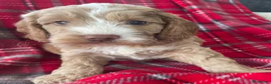 Cockapoo 3