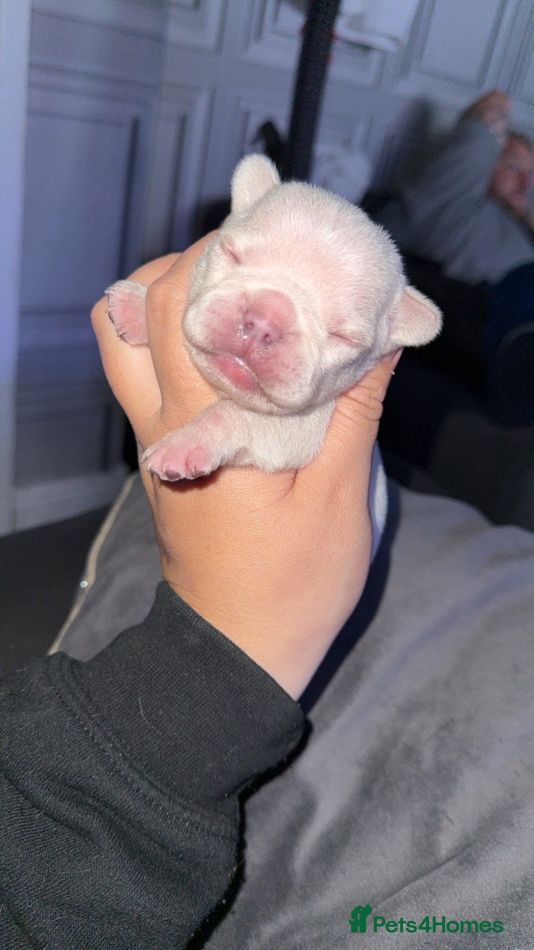 French Bulldog dogs for sale: French bull dog puppies  - Image 2