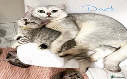 British Shorthair cats for sale: Champion Line Gorgeous BritishShortHair Kittens 🩷 - Image 17