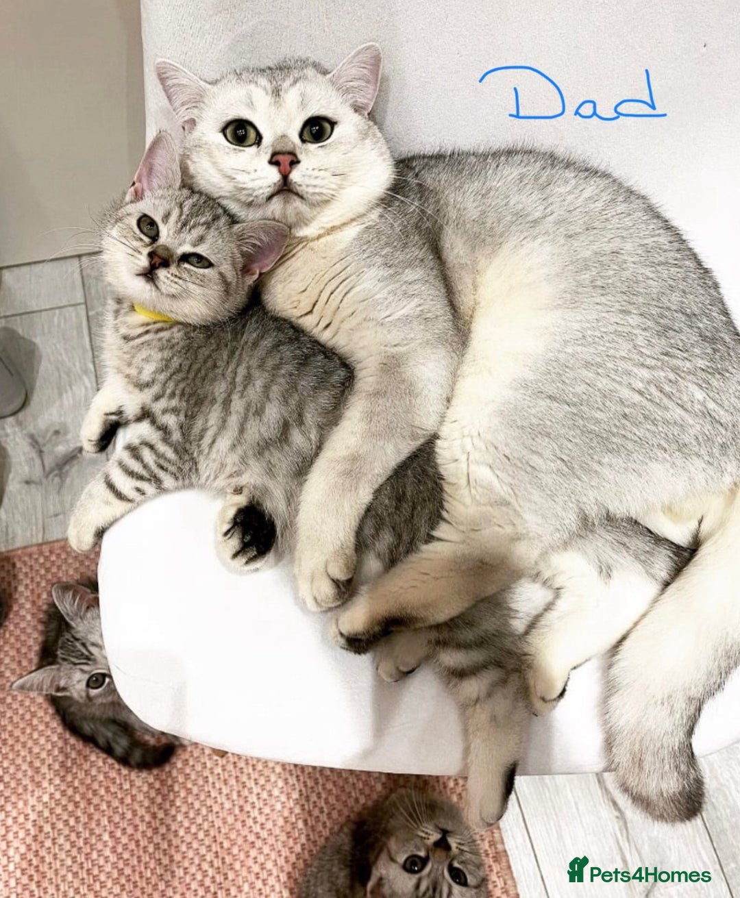 British Shorthair cats for sale: Champion Line Gorgeous BritishShortHair Kittens 🩷 - Image 17