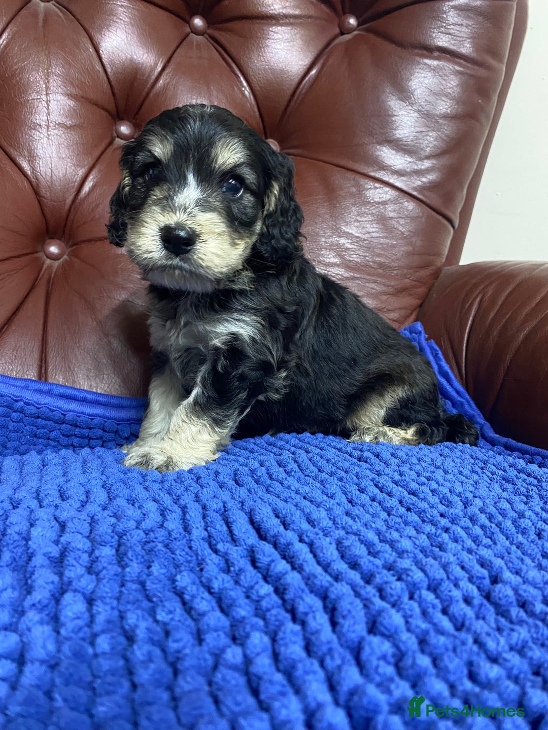 Cockapoo dogs for sale: F1 Gen Cockapoo Puppies - Image 6