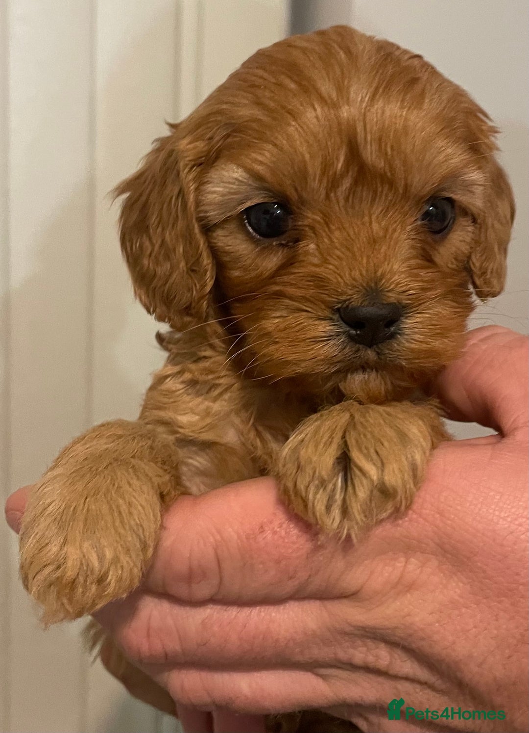Cavapoo dogs for sale: STUNNING HEALTH CLEAR CAVAPOO PUPPIES  - Advert 17