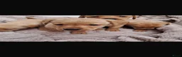 Labrador Retriever dogs for sale: Beautiful Kc DNA clear working line labs  - Advert 12