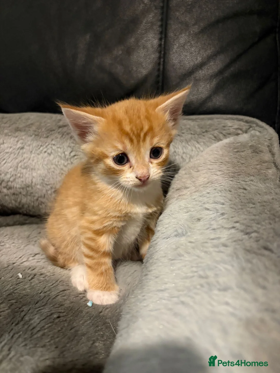 Mixed Breed cats for sale: Beautiful kittens  - Advert 2