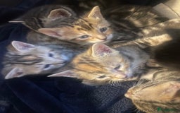 Bengal cats for sale: Cute and fluffy half Bengal kittens  - Image 35