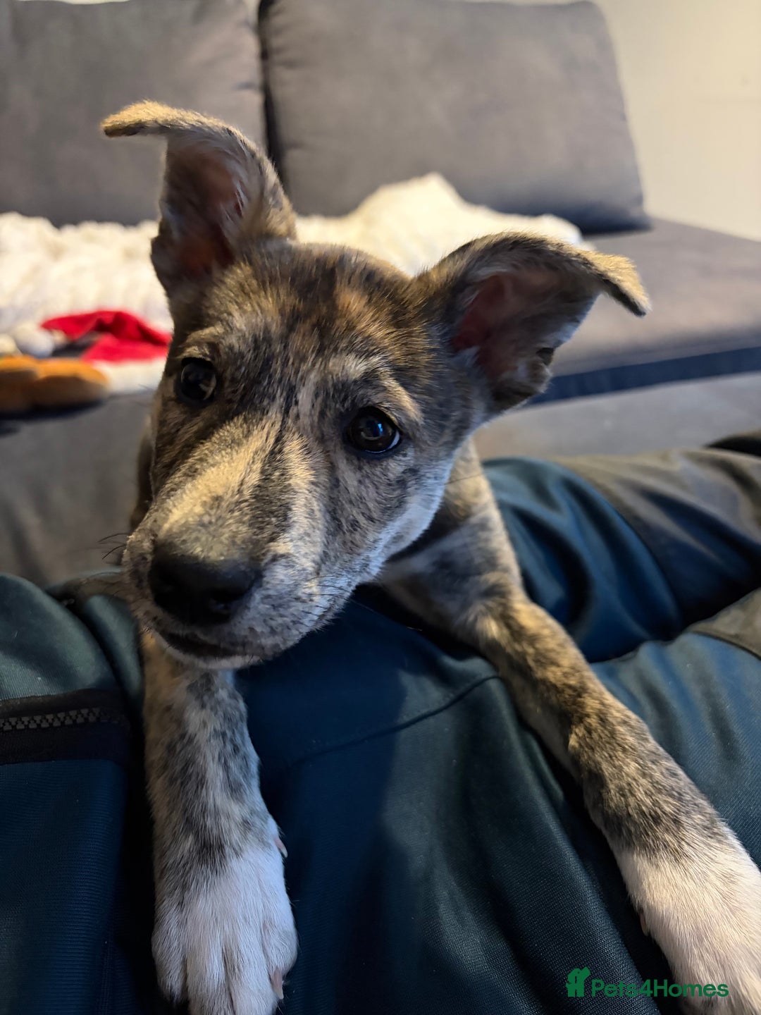 Mixed Breed dogs for sale: 4 months old puppy - Advert 1