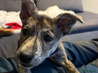 Mixed Breed dogs 4 months old puppy - Advert 17