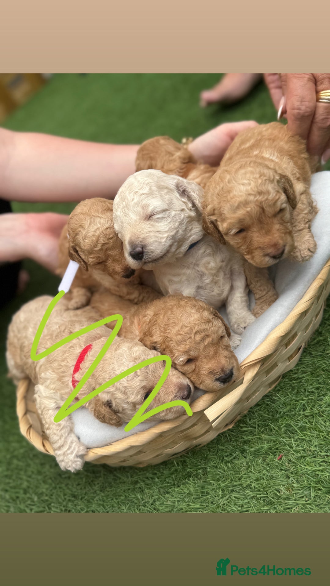 Labradoodle dogs for sale: Labradoodle puppies looking for a loving home  - Image 1