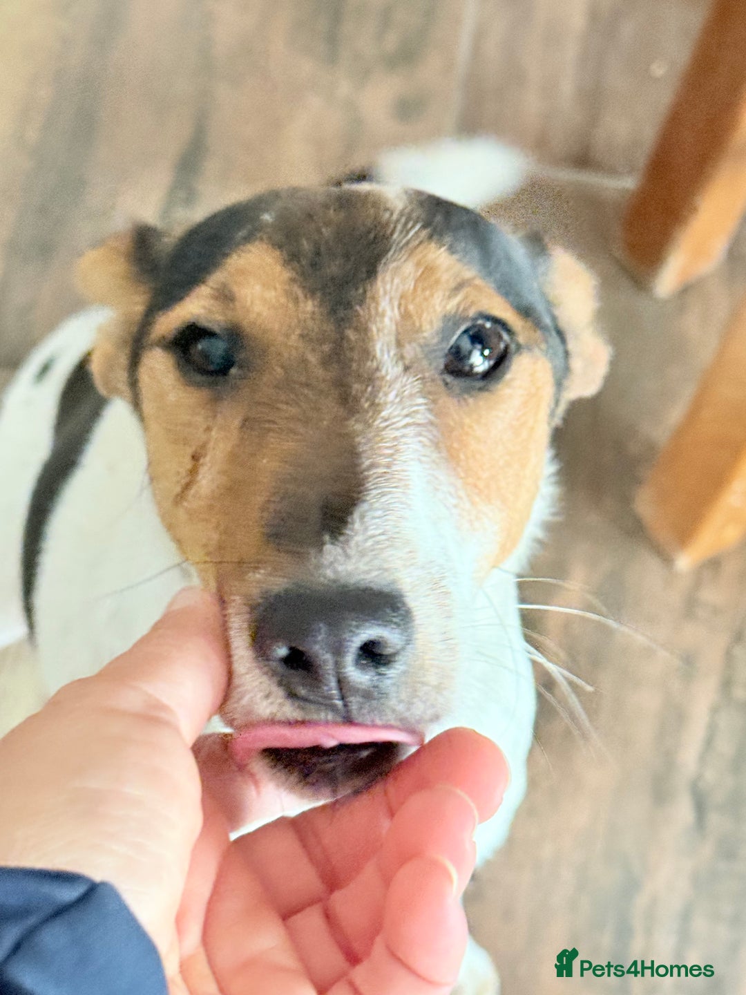 Fox Terrier dogs for adoption: Sweet Mizzo looking for LOVE - Image 29