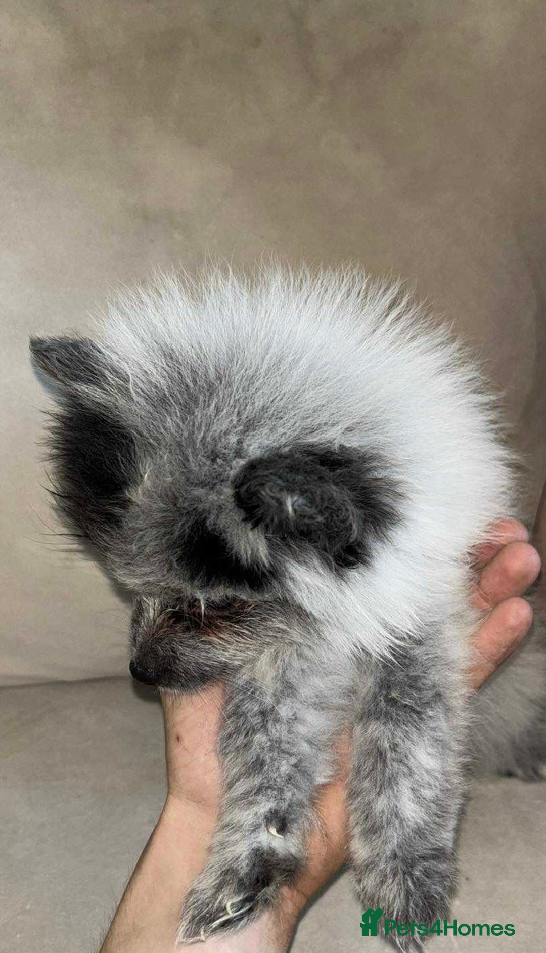 Pomeranian dogs for sale: Stunning 9 weeks old pedigree Pomeranian puppies  - Image 16