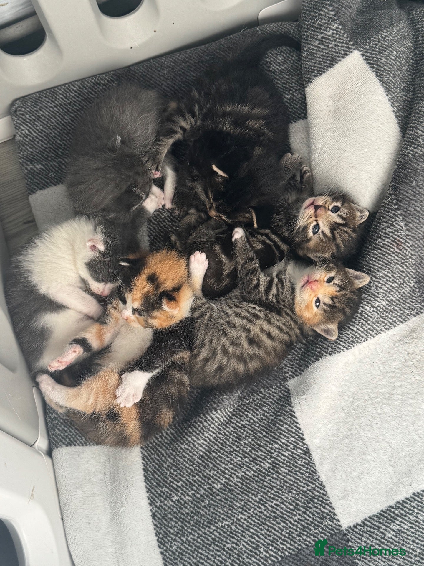 Mixed Breed cats kittens for sale!!  - Advert 2