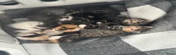 Mixed Breed cats for sale: kittens for sale!!  - Advert 1