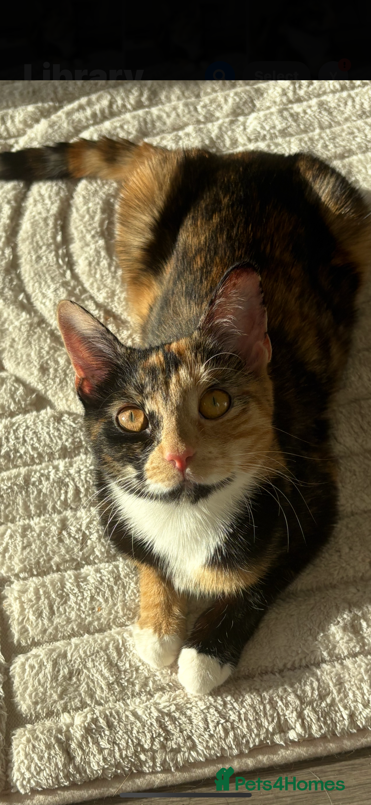 Mixed Breed cats Unique calico kitten - Advert 1