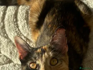 Mixed Breed cats Unique calico kitten - Advert 1