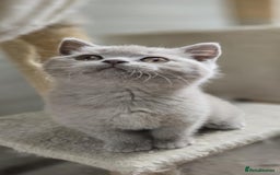 British Shorthair cats for sale: British shorthair  - Image 1