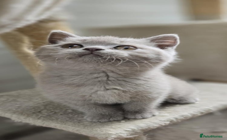 British Shorthair cats - Advert 2
