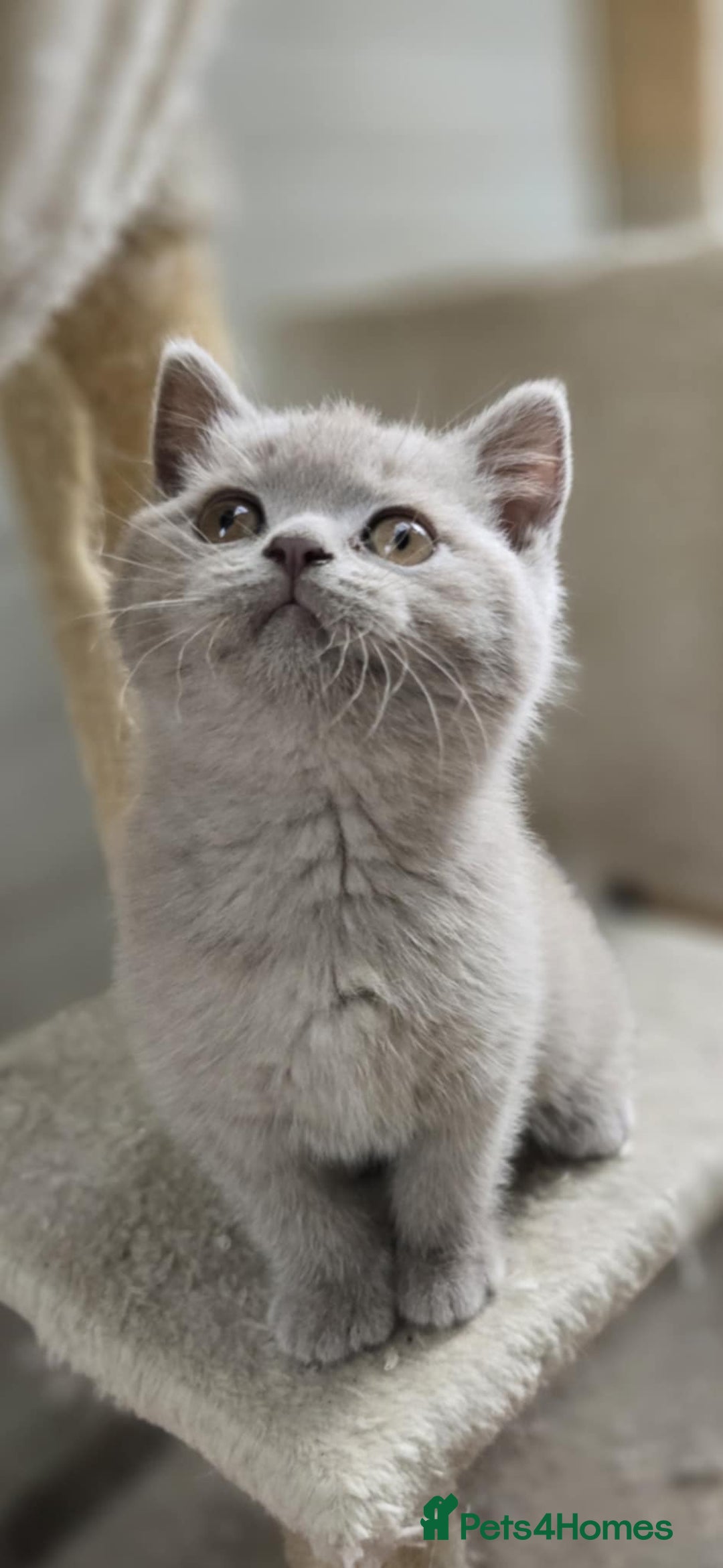 British Shorthair cats for sale: British shorthair  - Image 1
