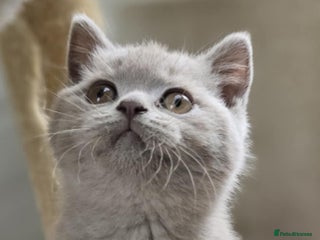 British Shorthair cats - Advert 24