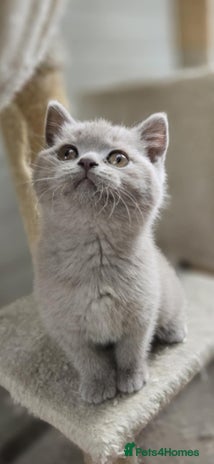 British Shorthair cats - Advert 15