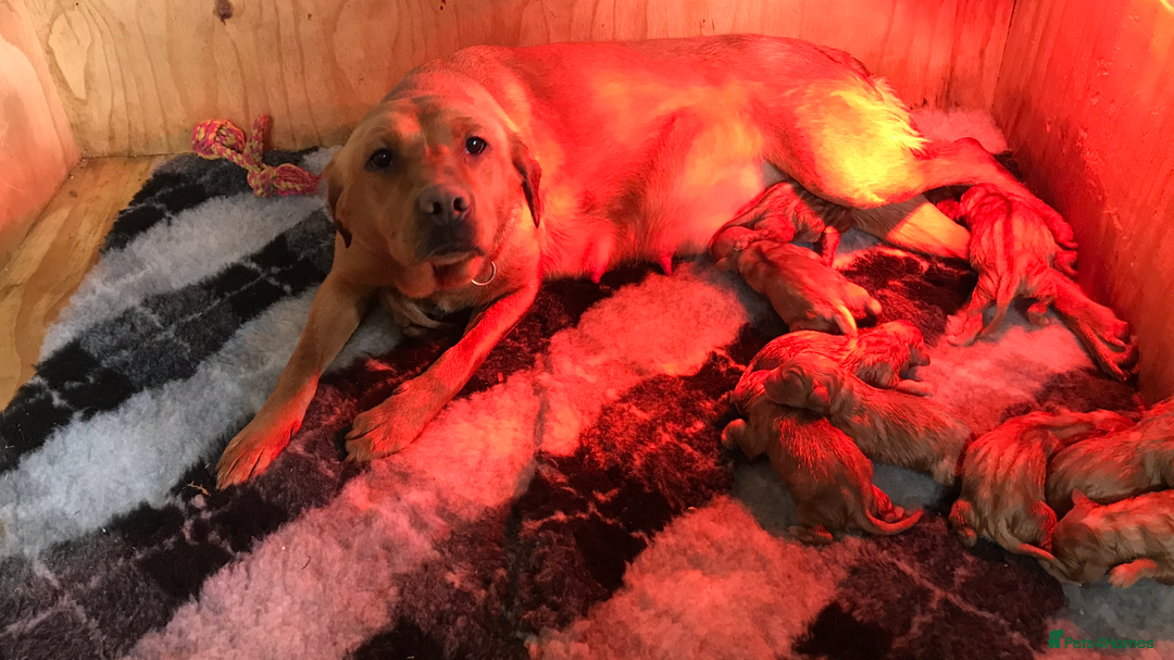 Labrador Retriever dogs for sale: Kc reg .Black:yellow/golden Labpups. Ready 21 Aug - Image 5