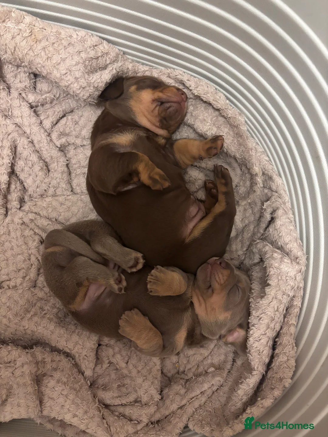 Chiweenie dogs for sale: Gorgeous chiweenie puppies - Advert 3