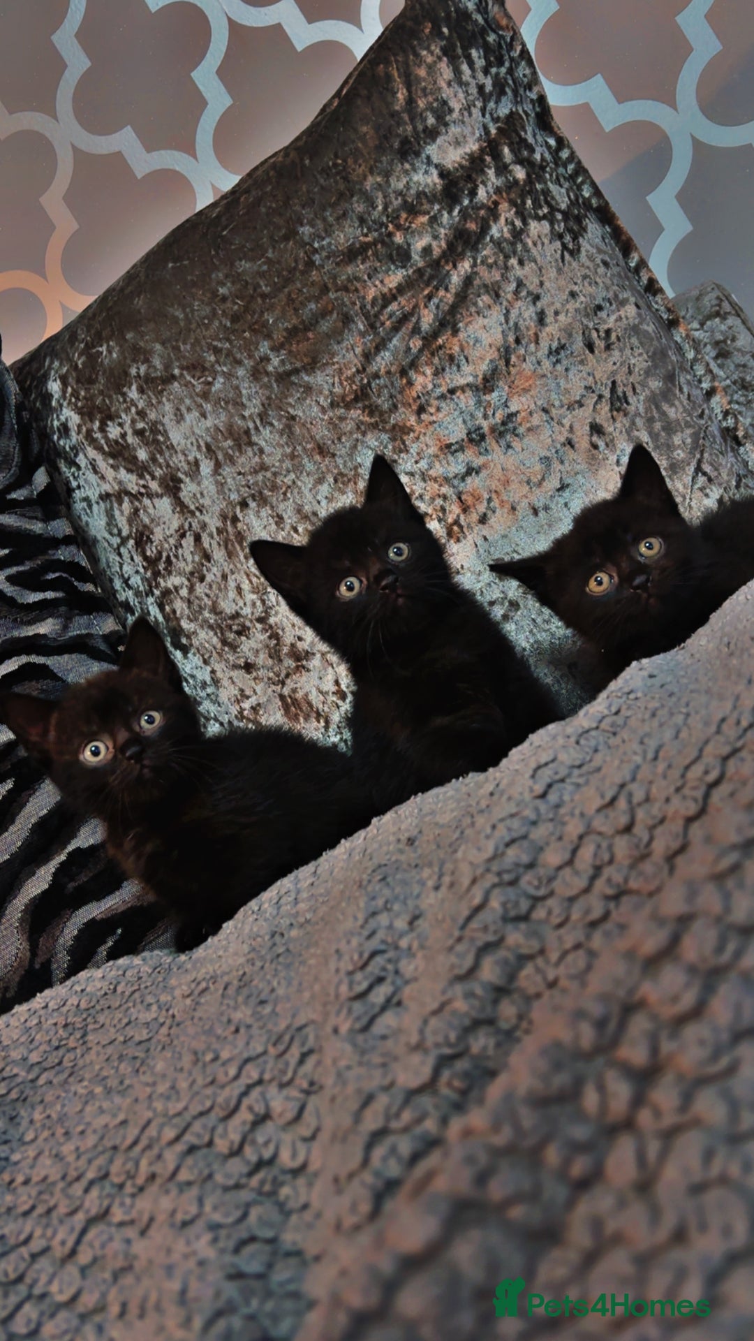 Mixed Breed cats for sale: British shorthair x kittens ready to leave mum!  - Image 8