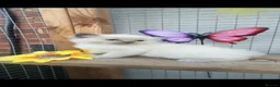 Ragdoll cats for sale: Full breed ragdoll kittens mink - Advert 28