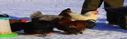 Chickens poultry for sale: Stolen Flock PLEASE HELP RARE BANTAMS  - Advert 9