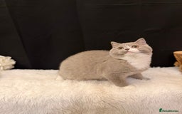British Shorthair cats for sale: FULL PEDIGREE, REGISTERED BSH - Image 23
