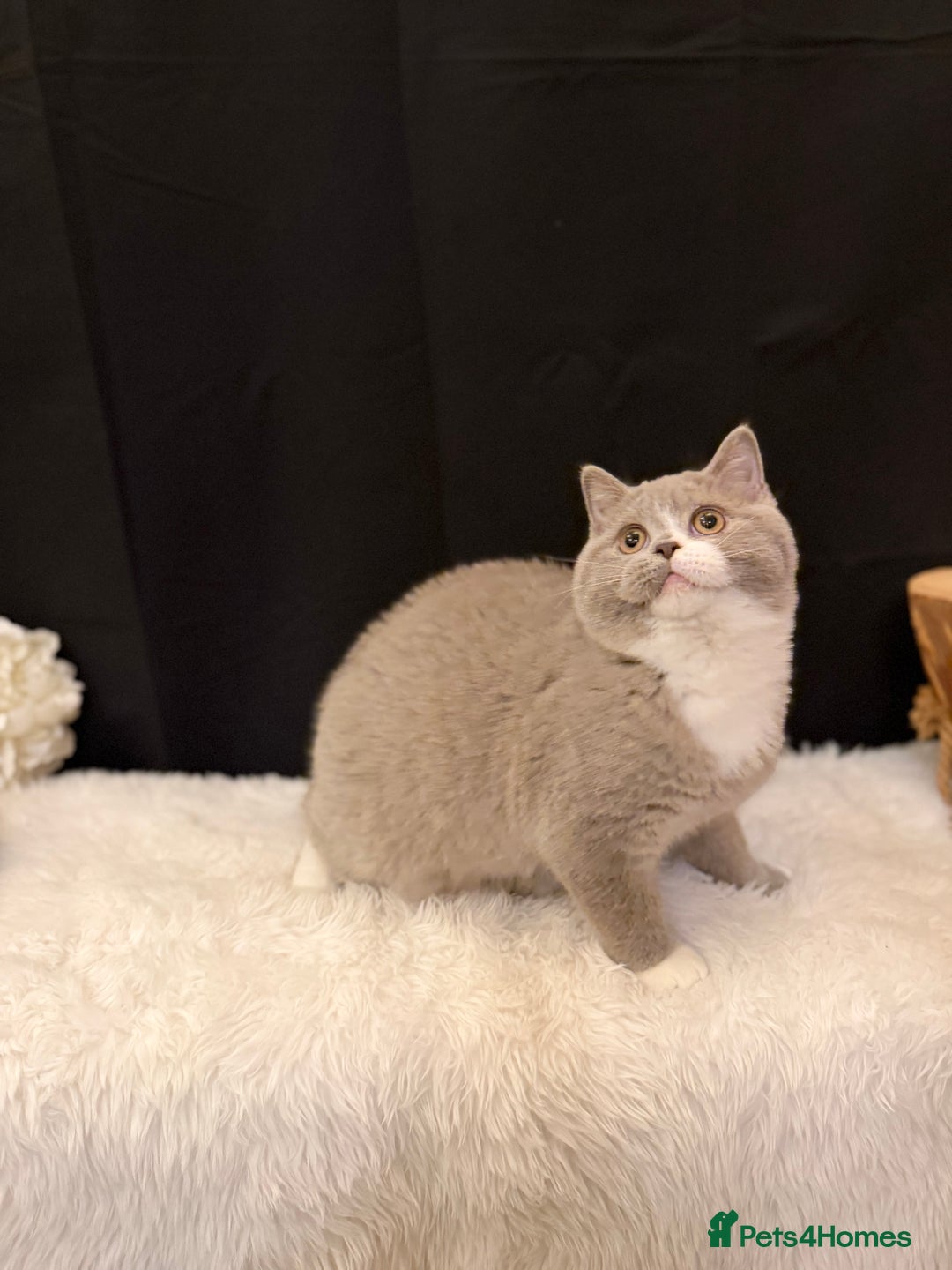 British Shorthair cats for sale: FULL PEDIGREE, REGISTERED BSH - Image 23