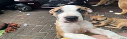 Mixed Breed dogs for sale: Our beautiful pups are looking for a forever home in Bedford - Advert 3