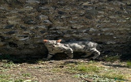 Bengal cats for stud: Bengal Stud - Image 3