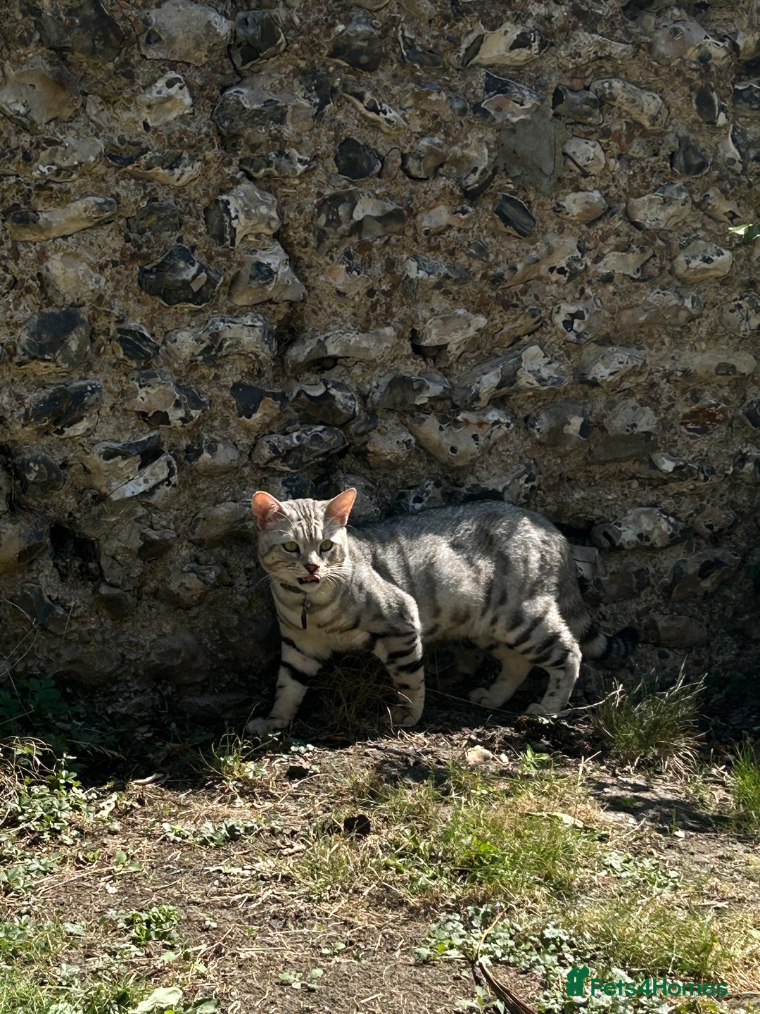 Bengal cats for stud: Bengal Stud - Image 3
