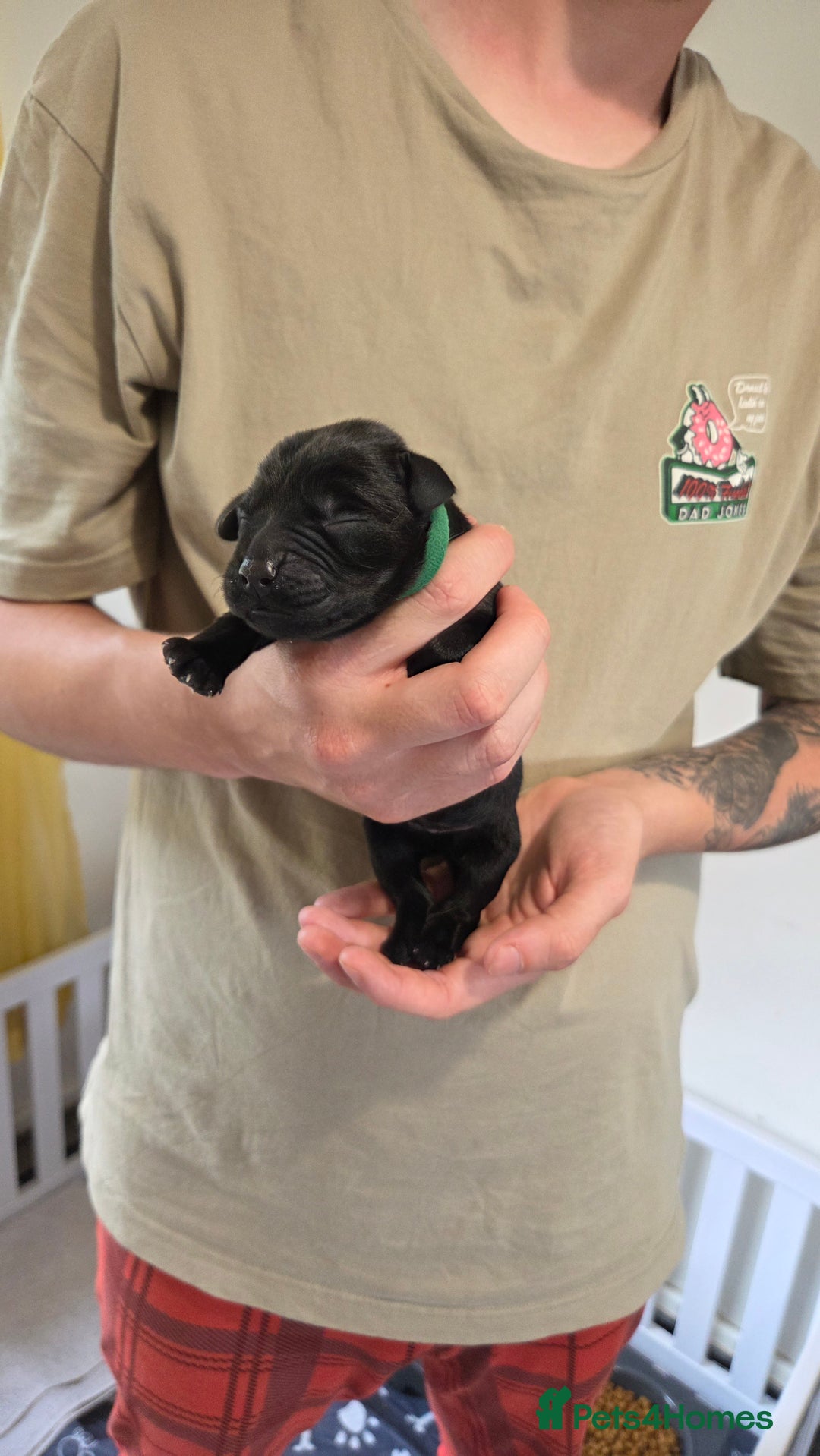 Labrador Retriever dogs for sale: Beautiful pedigree labrador puppies  - Image 16