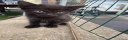 American Shorthair cats for sale: 2 sweet kittens girls and a gorgeous mama  - Advert 5