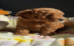 Labradoodle dogs for sale: Mini Red Labradoodle 🧬 clear  - Image 24