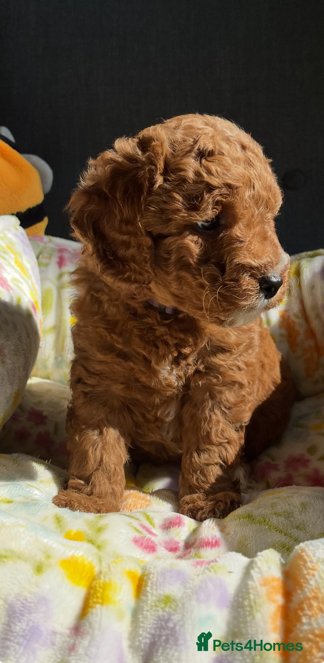 Labradoodle dogs for sale: Mini Red Labradoodle 🧬 clear  - Image 24